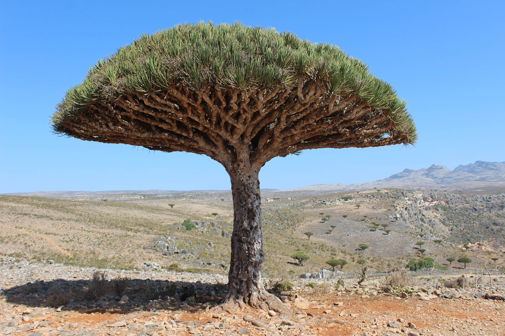 Socotra – LUPINE TRAVEL