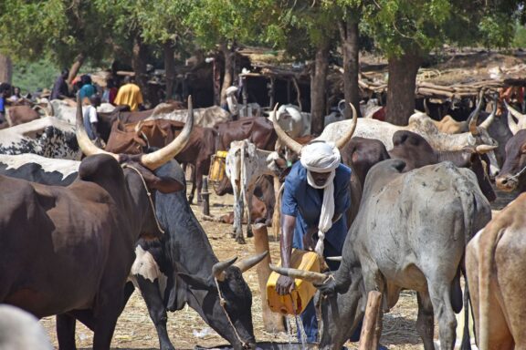 Niger Gerewol Festival