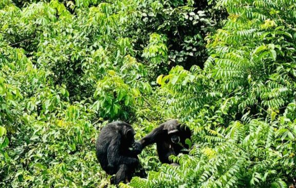 Liberia and Sierra Leone Highlights Tour