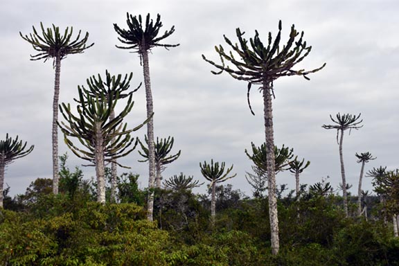 Angola Highlights Tour with Cabinda exclave