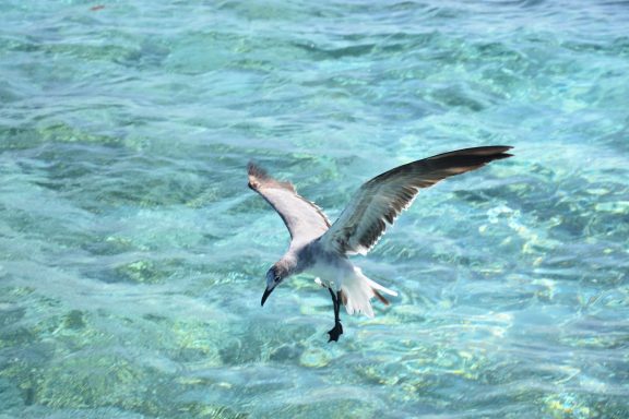 Tikal and Belize Extension Tour