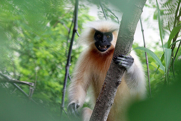 Monkey in Bhutan