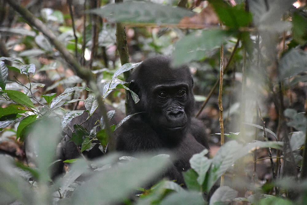 Baby Western Lowland Gorilla