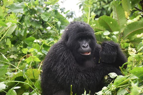 Burundi, Rwanda & D.R.C Tour