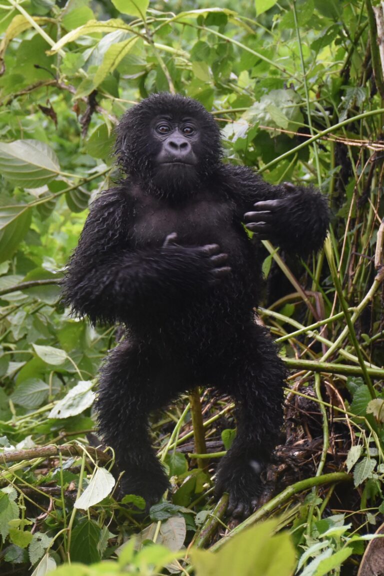 D.R.C/Burundi/Rwanda