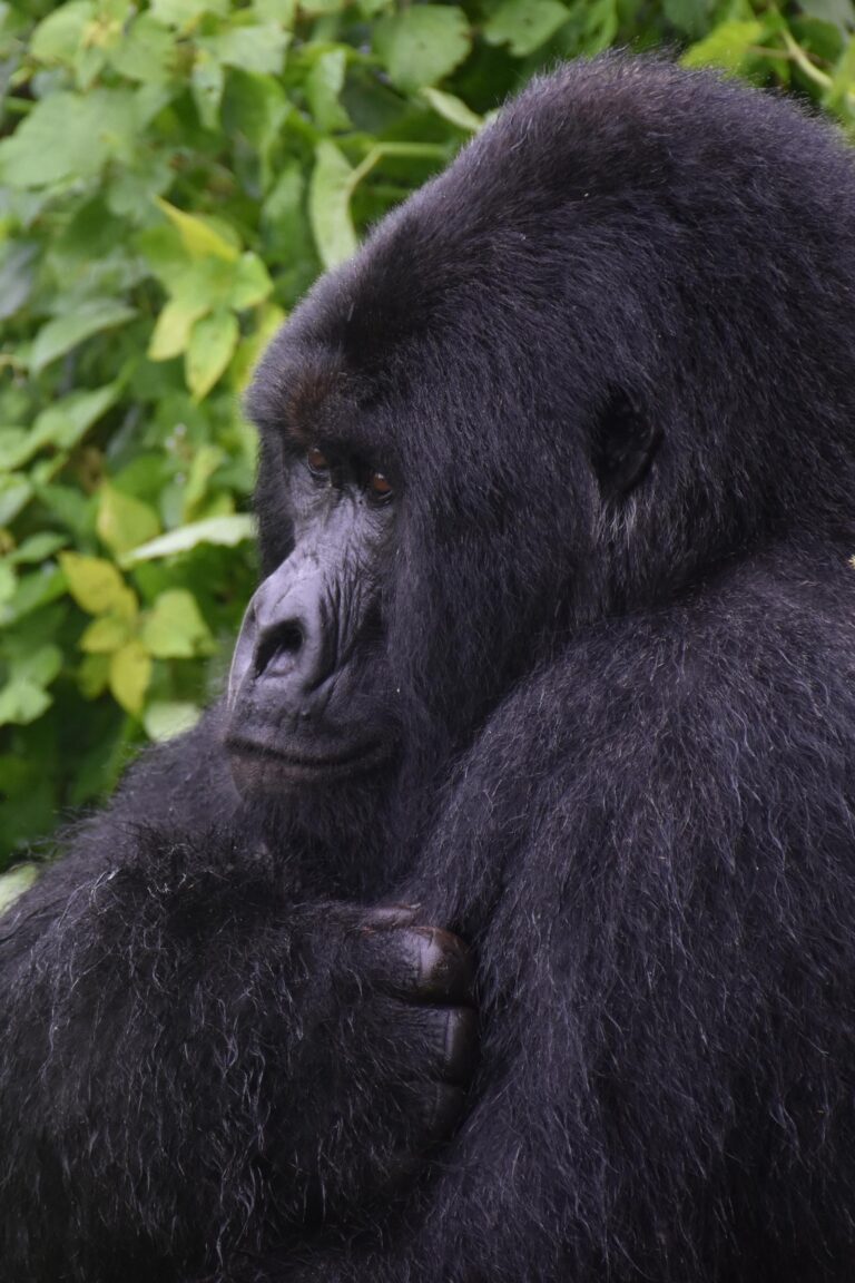 D.R.C/Burundi/Rwanda