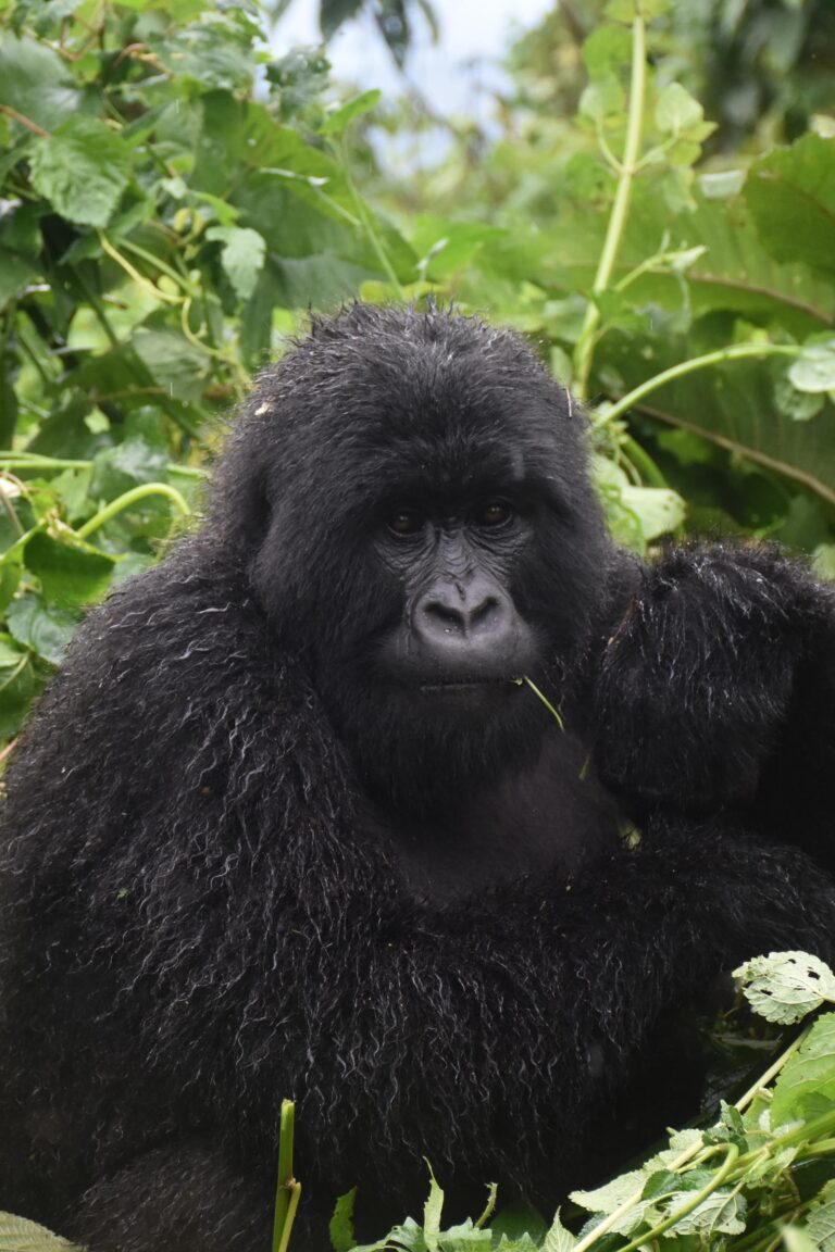 D.R.C/Burundi/Rwanda