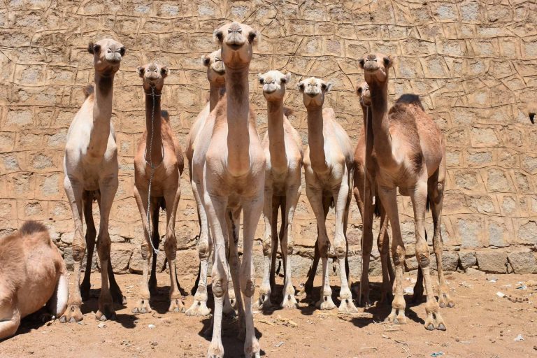 Eritrea