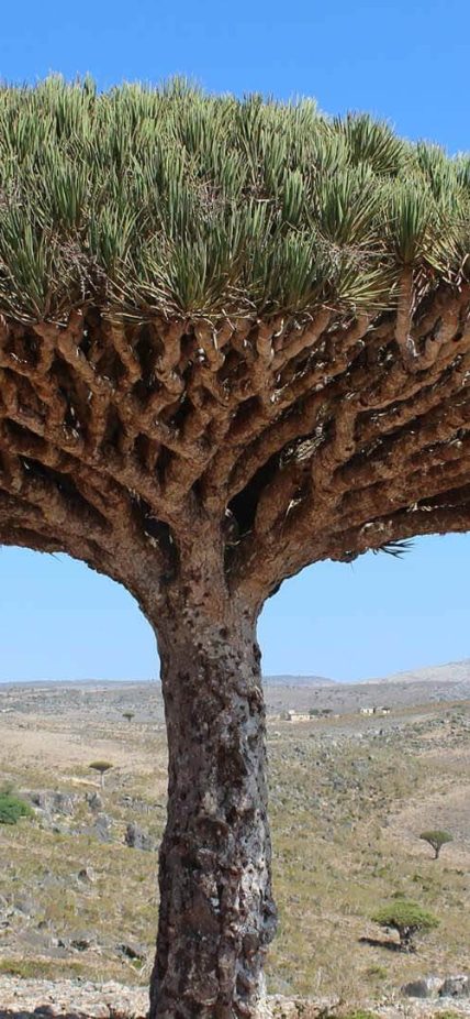socotra-header2