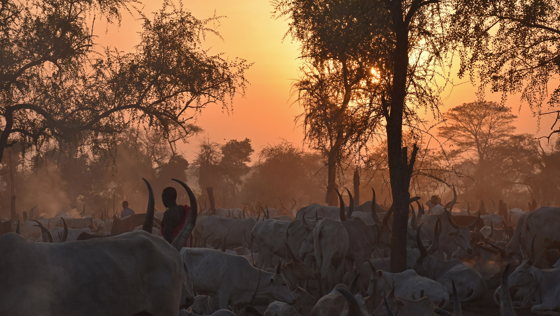 Mundari Tribe Tending to Cattle in South Sudan at Sunset